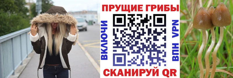 цены   Далматово  Псилоцибиновые грибы прущие грибы 